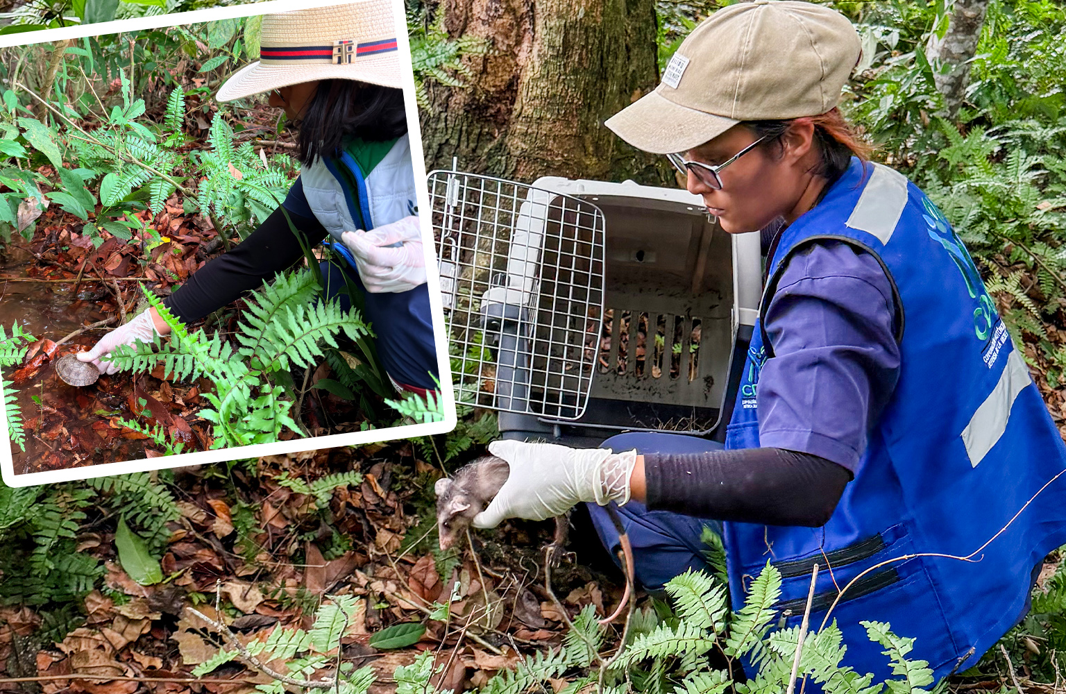 Más de 120 animales silvestres recuperaron su libertad en el bajo Rionegro gracias a la CDMB